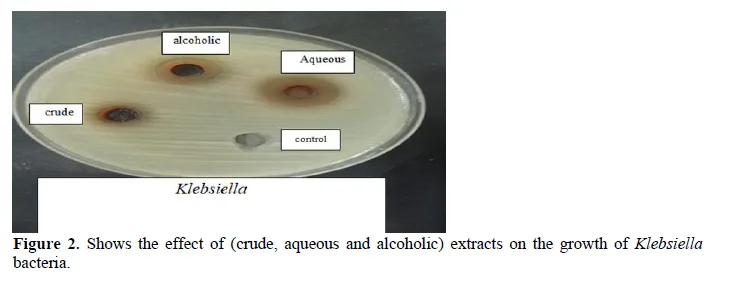 The Effect of Alcoholic, Aqueous and Crude Extracts of Lemon citrus Seeds on Staphylococcus and Klebsiella Bacteria 3 figures