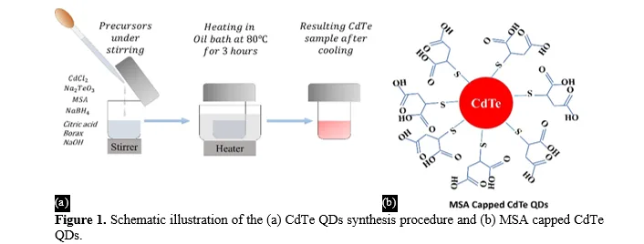 Red emissive MSA capped CdTe quantum dots for cell imaging 2 figures