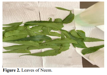 Exploring the properties and extraction of neem leaves 3 figures