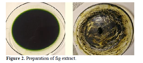 The Efficacy of Fig Extract on Some Candida spp. 3 figures