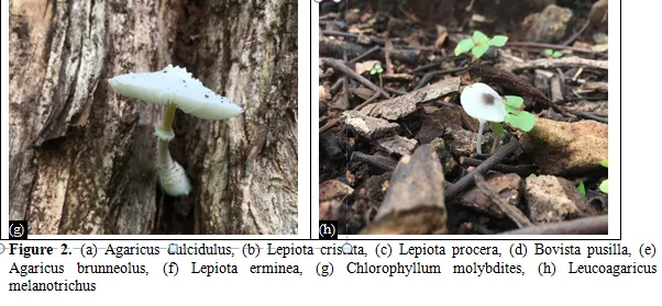 Diversity of Agaricaceae (Basidiomycota: Agaricales) in Dharampur and Kaprada Taluka, Valsad District: A Taxonomic Study 4 figures
