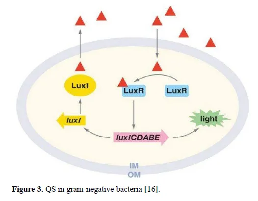 Whispers of the Microbial World: Unveiling Bacterial Dialogues through Quorum Sensing 4 figures