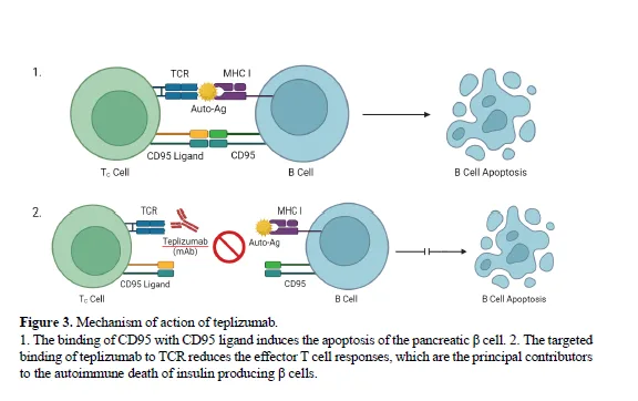 Rethinking Type-1 Diabetes Treatment: Emerging Medicines Based on AAT Therapy and C-peptide Preservation Therapy 4 figures