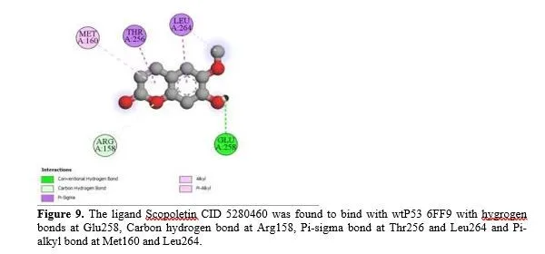 Molecular Docking Studies of Wildtype P53 with Damnacanthal and Scopoletin- Phytochemicals Derived from Morinda Citrifolia 10 figures