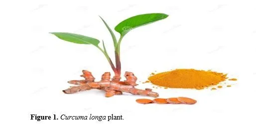Targeting Homogentisate Dioxygenase Dysfunction in Alkaptonuria: Investigating Curcuma longa’s Therapeutic Potential 2 figures
