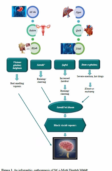 Abysmal Oddities of Brain in Neurological and Psychiatric Disorders Based on Sū’-i-Mizāj Māddῑ (Abnormal Substantial Temperament): Through the Lens of Greco-Arabic Medicine 2 figures