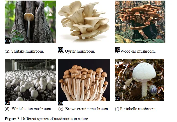 An illustration of review on Morphology and Medicinal aspects of Mushroom Cultivated worldwide 3 figures