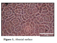 Ecology of Leaf Adaptations in Azardirachta indica A. Juss at Desert Environment 2 figures