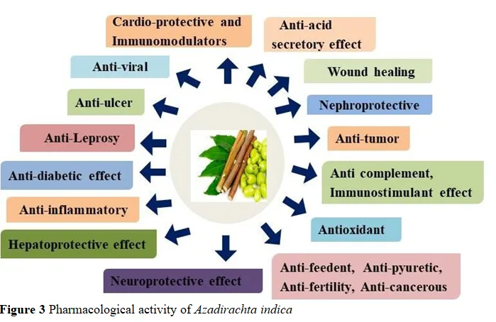 A Comprehensive Review on Pharmacological and Therapeutic Uses of Azadirachta Indica in the Treatment of Various Diseases 4 figures