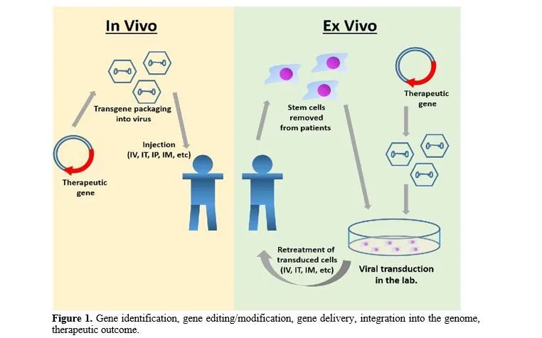 Gene Therapy in Modern Medicine: Promises and Challenge in Treating Genetic Diseases 2 figures