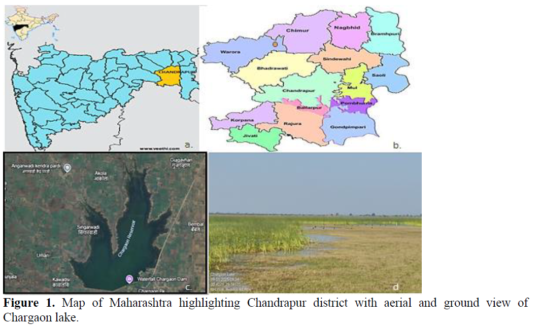 Preliminary Survey & Documentation of Wetland Macrophyte Diversity from Chargaon Lake in Warora Taluka, Dist. Chandrapur Maharashtra, India 2 figures