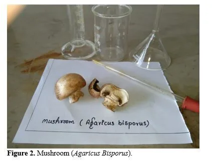 Edible Mushrooms: Management of Diabetes Mellitus and Phytochemical Screening of Agaricus Bisporus 3 figures