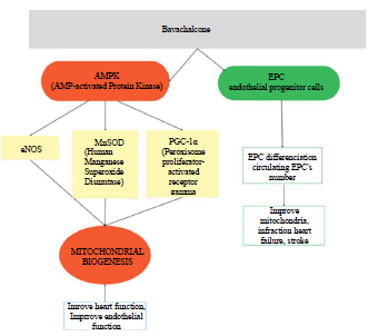 Medicinal Potential of Cullen corylifolium in Ageing and Ageing Related Diseases 3 figures