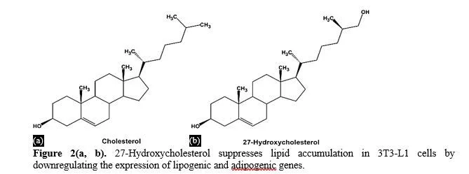 Deciphering the Roles of Estrogen Receptors and 27-Hydroxycholesterol in BC Progression 3 figures