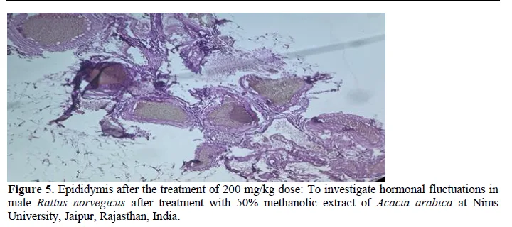 To Investigate Hormonal Fluctuations in Male Rattus norvegicus after Treatment with 50% Methanolic Extract of Acacia arabica 6 figures