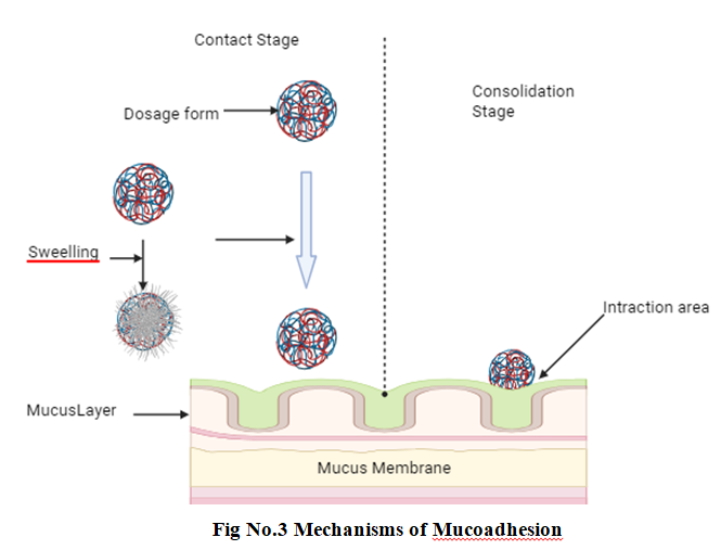 Enhancing Peptic Ulcer Therapy: Innovations in Mucoadhesive Drug Delivery 4 figures