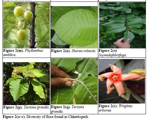 Review Paper of the Rich Floral and Faunal Diversity in Chhattisgarh, India 5 figures