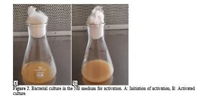 Production of n-Butanol from Biomass by Two Step Fermentation Process Using Staphylococcus Sciuri 3 figures