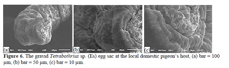 Description of the Tapeworm Tetrabothrius rudolphi, 1819 (Fam: Tetrabothriidae) in Domestic Chickens Gallus gallus domsticus 7 figures