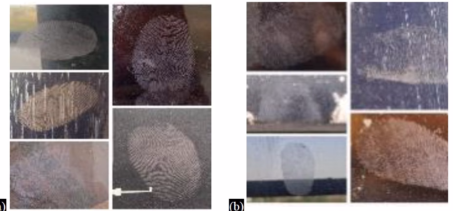 Efficacy and Efficiency of Fingerprint Powder Derived from Natural Flowers – Development and Evaluation of Sustainable Fingerprint Powders 3 figures