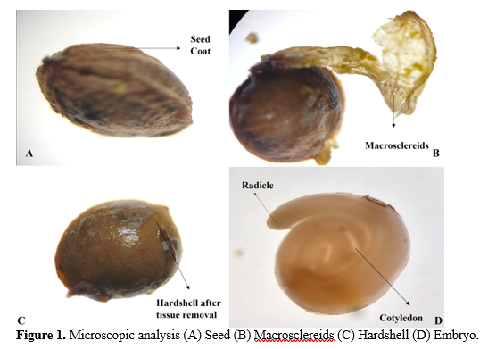 Optimization of Seed Viability Tests for Humulus lupulus 2 figures