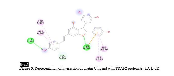 Stilbenes: A Molecular Docking and ADMET Analysis Approach on an Emerging Resource for Scavenging Reactive Oxygen Species in the Field of Colon Malignancy 5 figures