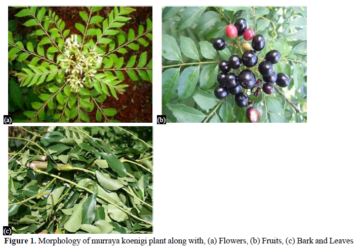 Formulation and Analyzation of Murraya Koenigii Herbal Antimicrobial Cream 2 figures