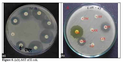 Patient Profile and Antimicrobial Susceptibility Testing of Clinically Isolates In E. coli 7 figures
