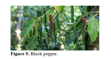 A Review Article on Spice up the Solution of Inflammation Through Phytomedicines 10 figures