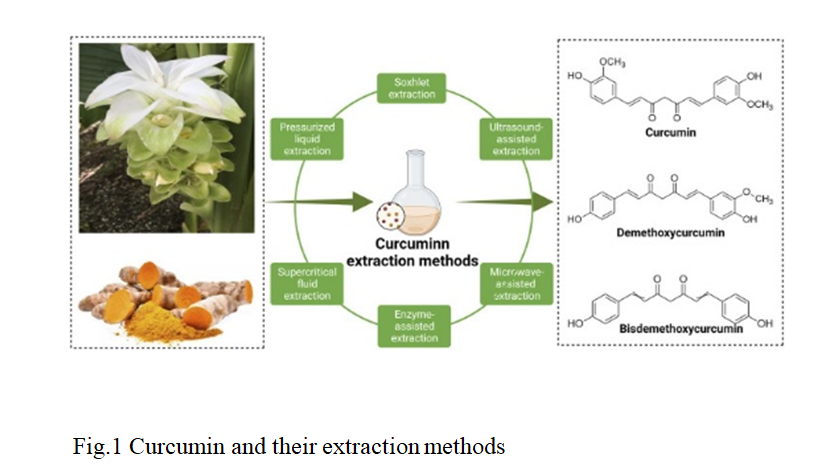 Protective Effects Of Curcumin Against Osteoporosis And Its Molecular Mechanism 2 figures