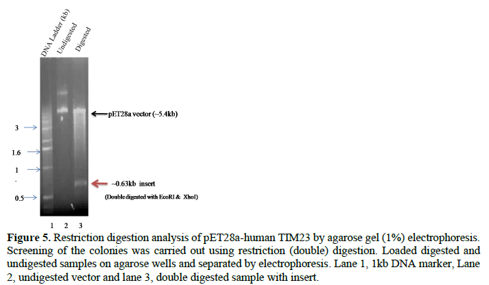 Application of pET28a Vector for the Over Expression of Recombinant Human Tim23 Protein in E. coli and its Validation by Immunoblotting 6 figures