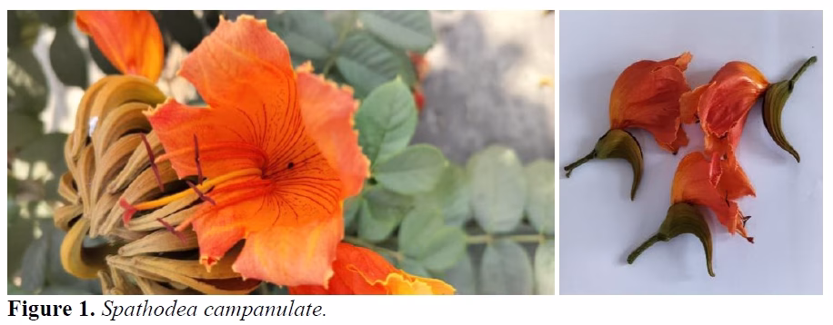 Extraction, Stability, and Application of Natural Dye from Spathodea campanulata Flower: A Study on Shelf Life, Yield, and Fabric Dyeing Potential 2 figures