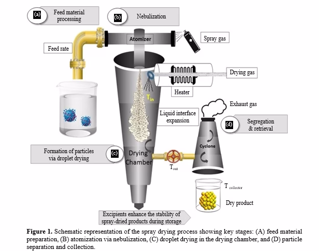 Carboxymethyl Cellulose-Based Spray-Dried Microspheres: Recent Advances and Applications in Targeted Drug Delivery Systems 2 figures