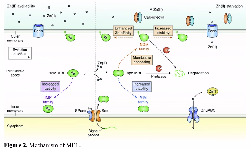 Extended-spectrum beta-lactamases (ESBLs) and Metallo-beta-lactamases (MBLs): A Review 3 figures
