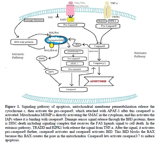 Understanding Programmed Cell Death 2 figures