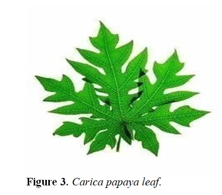 Hydro-alcoholic Extract of Herbal Formulation and Evaluation of Papaya leaf And Orange Peel for treatment of Dengue Fever 4 figures