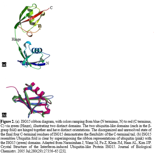 ISGylation: A Key Host Cellular Defense Mechanism 3 figures