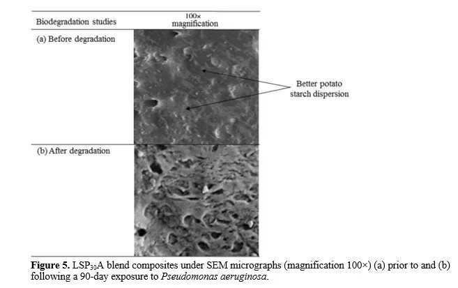 Study of the Properties and Destructibility of the Native and Cross-Linked Potato Starch-Filled Polymer Composites for Food Packaging Applications 6 figures