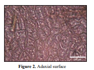 Ecology of Leaf Adaptations in Azardirachta indica A. Juss at Desert Environment 3 figures