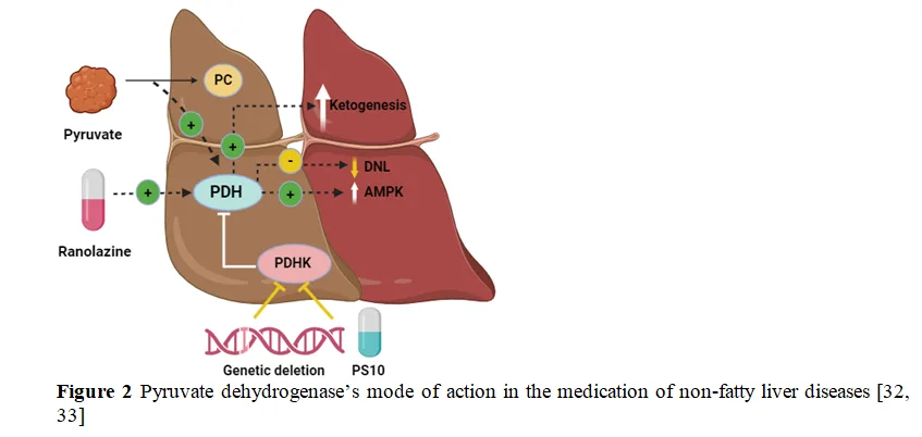 The Role of Pyruvate Dehydrogenase in Non-Alcoholic Fatty Liver Disease: Therapeutic Insights and Future Directions 3 figures