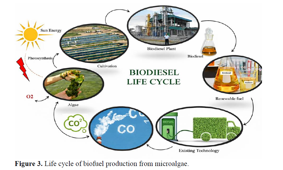 Key Issues in Biofuel Production from Microalgae: A Review 4 figures