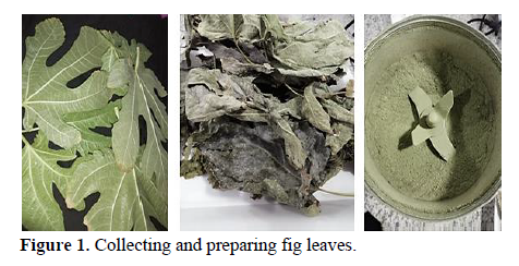 The Efficacy of Fig Extract on Some Candida spp. 2 figures