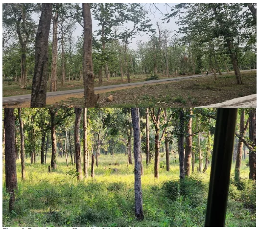 Review Paper of the Rich Floral and Faunal Diversity in Chhattisgarh, India 2 figures