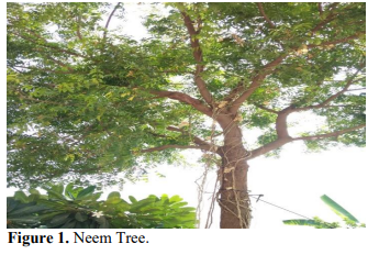 Exploring the properties and extraction of neem leaves 2 figures
