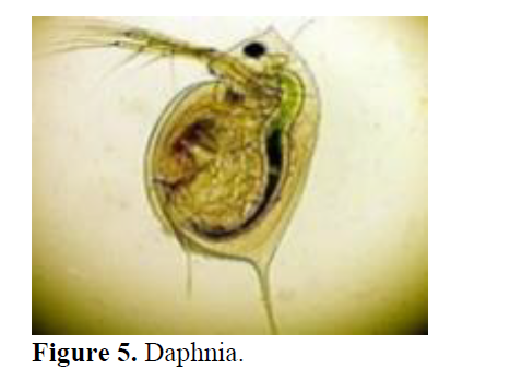 Studies on Zooplankton Diversity of Manar Reservoir with Selected Physico-Chemical Parameters, Maharashtra 6 figures