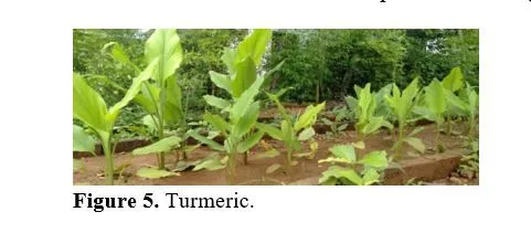 A Review Article on Spice up the Solution of Inflammation Through Phytomedicines 6 figures