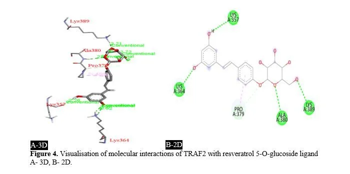 Stilbenes: A Molecular Docking and ADMET Analysis Approach on an Emerging Resource for Scavenging Reactive Oxygen Species in the Field of Colon Malignancy 6 figures