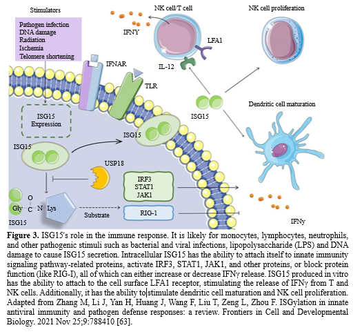 ISGylation: A Key Host Cellular Defense Mechanism 4 figures