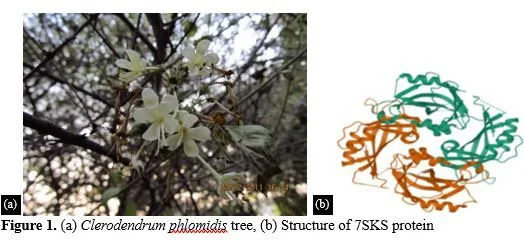 Using Multitarget Molecular Docking to Examine the Antiviral Potential of Clerodendrum Phlomidis against Measles 2 figures