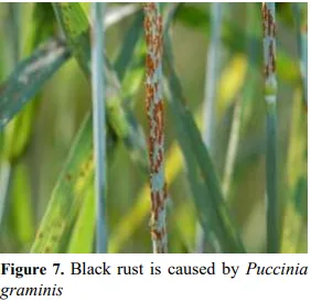 Green Synthesis of Silver Nanoparticles: Antifungal Efficacy Against Aspergillus niger and Agricultural Benefits 8 figures
